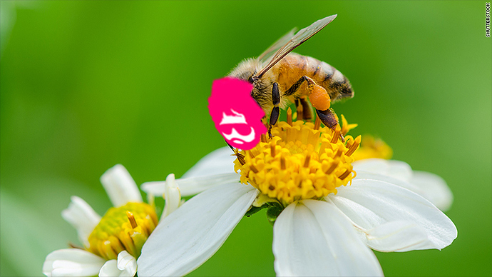 170210115106-pollinating-bee-780x439